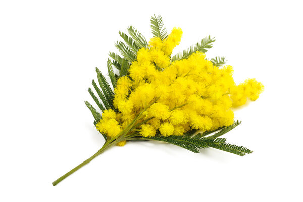 Мимоза (серебряная подбородок
)