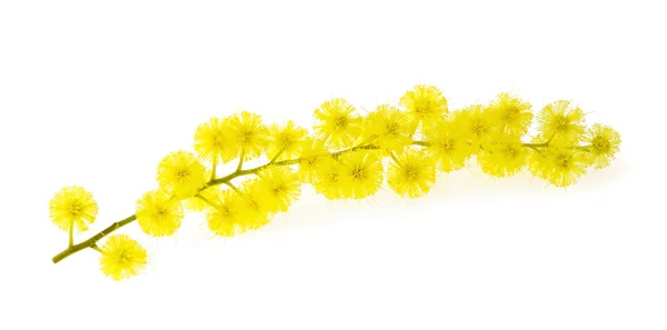 Mimosa (sonaglio d'argento ) — Foto Stock