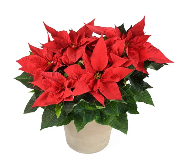 Planta de poinsettia roja — Foto de Stock