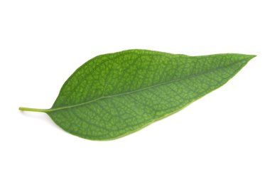 eucalyptus leaf isolated clipart