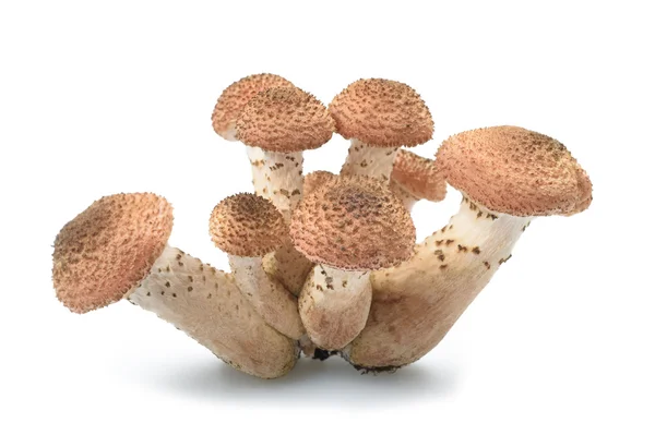 Coto de cogumelo isolado — Fotografia de Stock