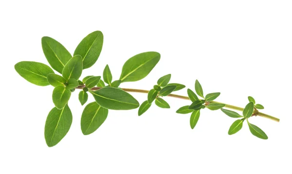 Thyme sprig isolated — Stock Photo, Image