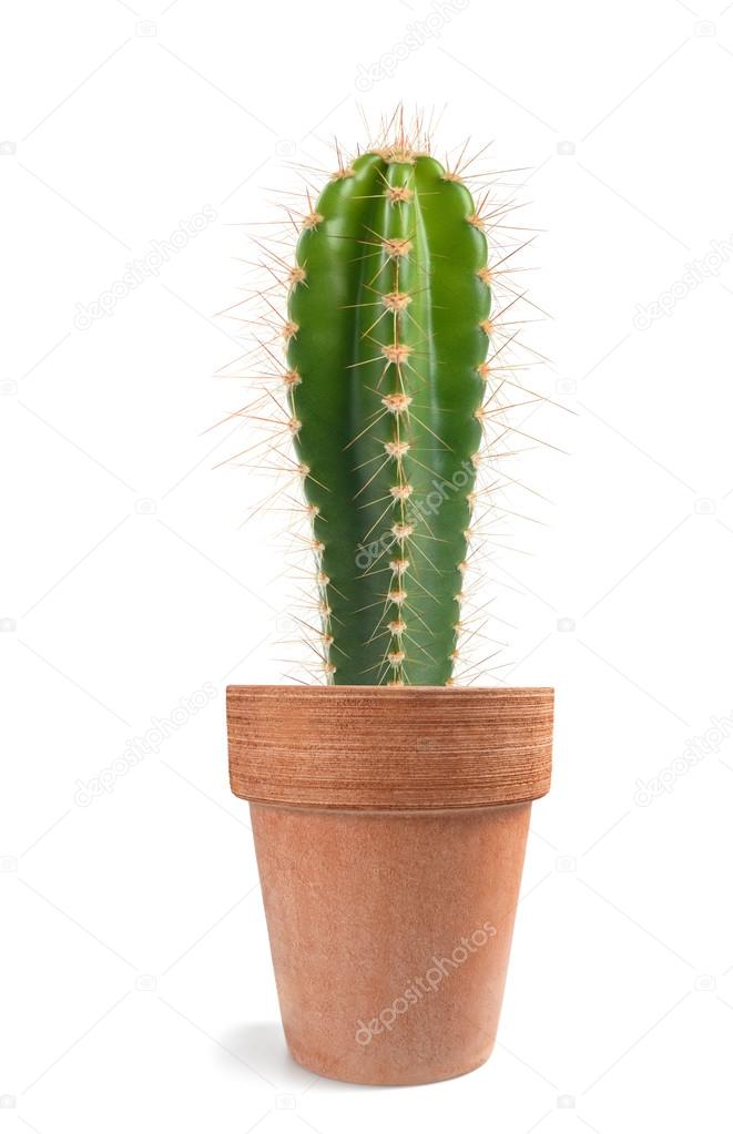 Potted  cactus isolated