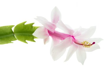 zygocactus Noel kaktüs