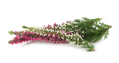 Calluna branches with flowers clipart