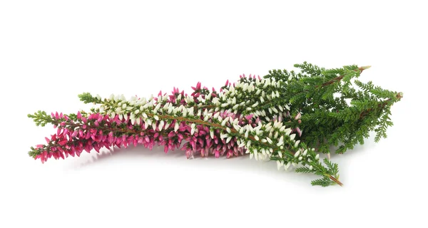 Calluna Zweige mit Blumen — Stockfoto