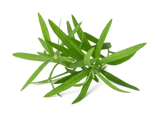 Estragón (Artemisia dracunculus ) —  Fotos de Stock