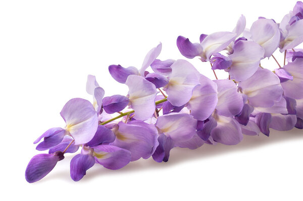 wisteria flowers isolated