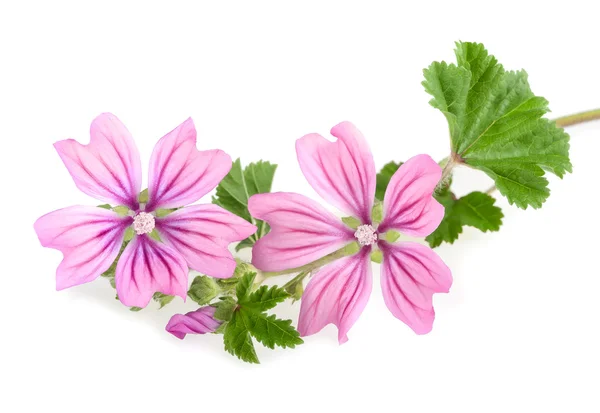 Malva fiori isolati — Foto Stock