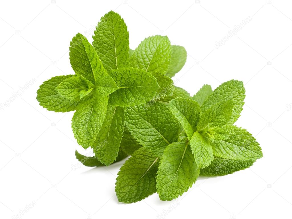Mint sprigs isolated