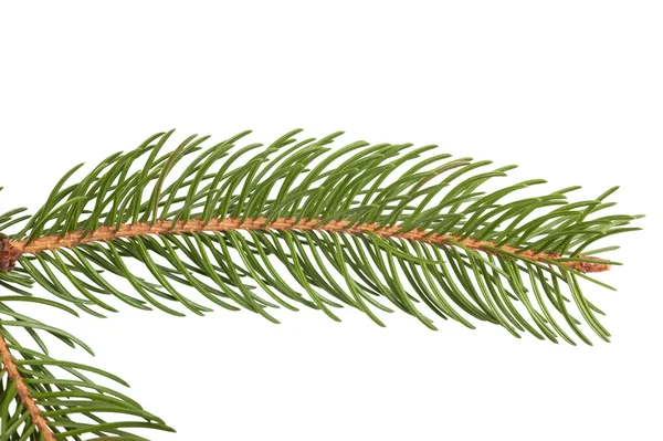 Pine branch isolated — Stock Photo, Image