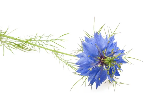 Nigel flower isolated — Stock Photo, Image