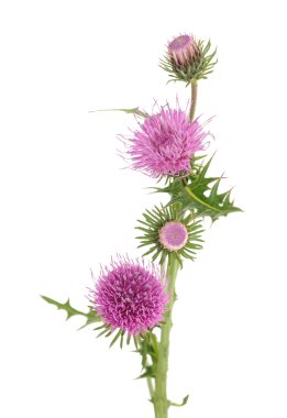 süt thistle izole