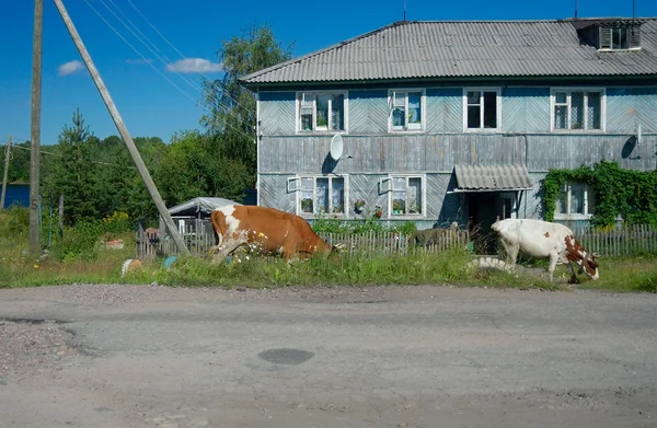 Två kor nära huset, Nadvoitsy, Karelen, Ryssland — Stockfoto