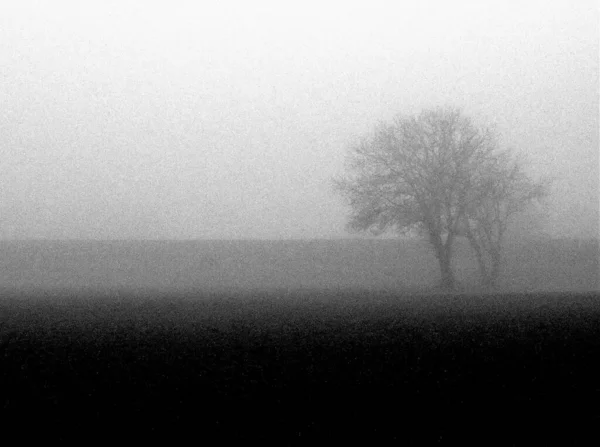 Evokující Obraz Zemědělských Polí Holých Stromů Zimě Mlhou — Stock fotografie