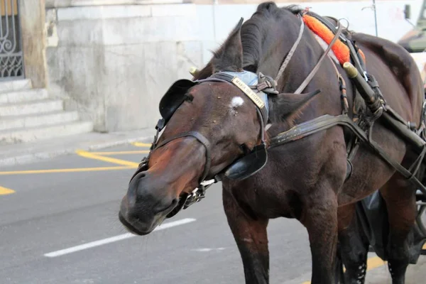 İtalya, Palermo 'nun merkezinde bekleyen turistler için faytonlu atların çağrıştırıcı yakın çekimi.