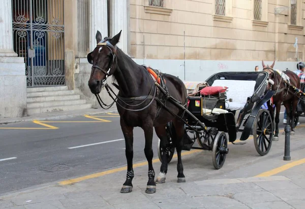 意大利巴勒莫市中心为等候的游客提供马车的令人联想起的景象 — 图库照片