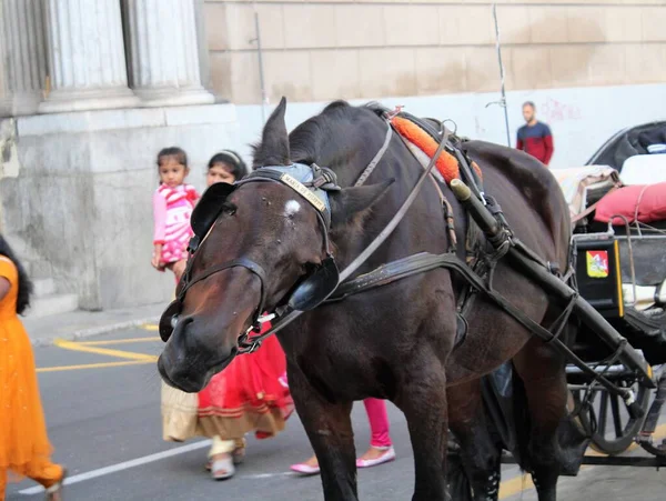 游客们在意大利巴勒莫市中心等着马 这让人联想到马的特写镜头 — 图库照片