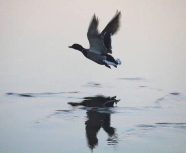 Levensecht Beeld Van Een Eend Die Het Water Vliegt — Stockfoto