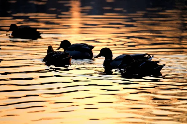 Levensecht Beeld Van Eenden Rustig Zwemmen Het Water Bij Zonsondergang — Stockfoto