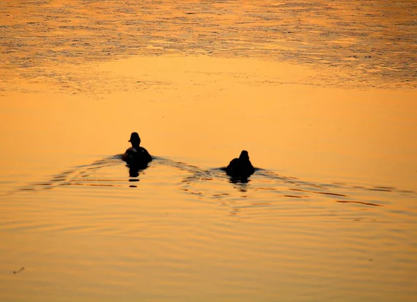Levensecht Beeld Van Eenden Rustig Zwemmen Het Water Bij Zonsondergang — Stockfoto