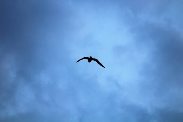 Meeuw Vliegen Hoog Lucht Met Lucht Bedekt Met Wolken — Stockfoto