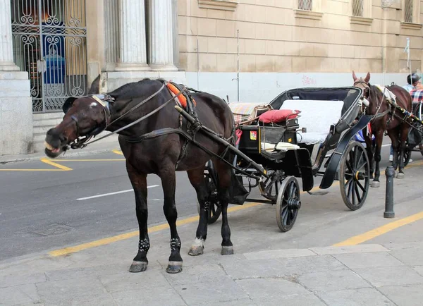 İtalya 'nın başkenti Palermo' da bekleyen turistler için faytonlu bir atın canlandırıcı görüntüsü.