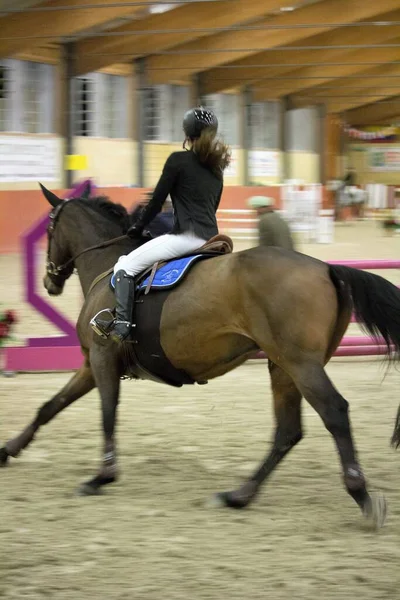 Levensecht Close Upbeeld Van Het Paard Tijdens Een Wedstrijd — Stockfoto