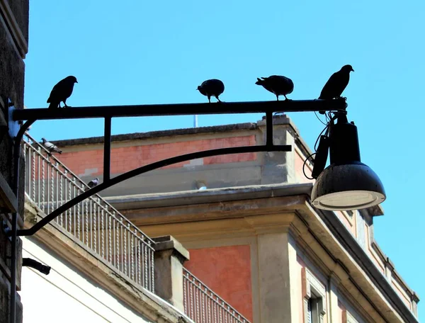 Silhouette Évocatrice Image Pigeons Perchés Sur Lampadaire — Photo