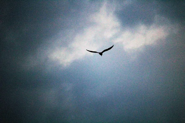 Mouette Volant Haut Dans Ciel Avec Ciel Couvert Nuages — Photo