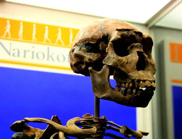 2016 Milan Italy December Indicative Image Skeleton Prehistoric Man — 스톡 사진