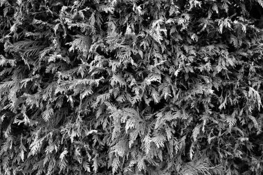 Çitin yapraklarının dokusunun anımsatıcı siyah beyaz görüntüsü