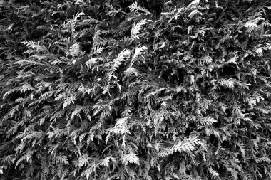 Çitin yapraklarının dokusunun anımsatıcı siyah beyaz görüntüsü