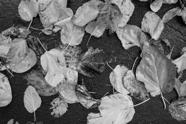 Evocativa Imagem Textura Preto Branco Folhas Caídas Asfalto Escuro — Fotografia de Stock