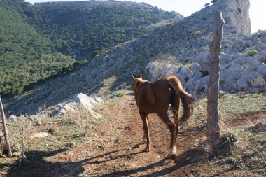 Dağlarda özgürce otlayan sıska kahverengi at.