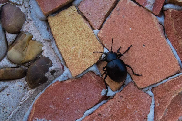 Suggestiv Bild Insekternas Struktur Mosaik Kakel — Stockfoto