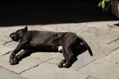Sokakta uyuyan başıboş bir köpeğin canlandırıcı görüntüsü.