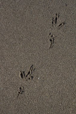 Kumda martı ayak izlerinin canlandırıcı yakın plan görüntüsü.