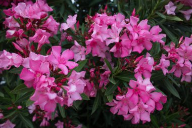 Renkli çiçeklerin canlandırıcı görüntüsü