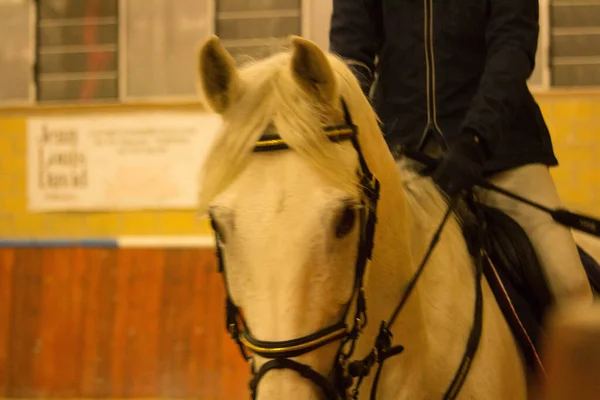 2019 Tortona Cavalo Centro Equestre Jóquei Competindo Durante Uma Competição — Fotografia de Stock