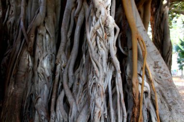 Görkemli Ficus Macrophylla, Palermo 'daki Halk Garinin Pizza Marina' sında yer alan ve 30 metre yüksekliğinde ve 21 metreyi aşan çevresiyle Avrupa 'nın en eski ağaçlarından biri olarak kabul edilir.