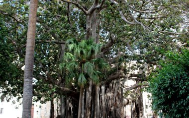 Görkemli Ficus Macrophylla, Palermo 'daki Halk Garinin Pizza Marina' sında yer alan ve 30 metre yüksekliğinde ve 21 metreyi aşan çevresiyle Avrupa 'nın en eski ağaçlarından biri olarak kabul edilir.