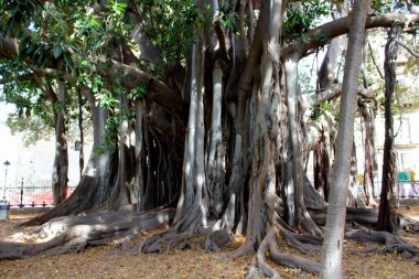 Görkemli Ficus Macrophylla, Palermo 'daki Halk Garinin Pizza Marina' sında yer alan ve 30 metre yüksekliğinde ve 21 metreyi aşan çevresiyle Avrupa 'nın en eski ağaçlarından biri olarak kabul edilir.