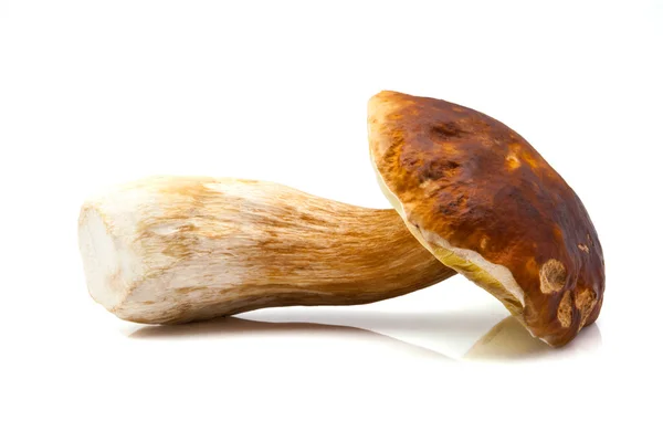 Fungo boletus edulis — Foto Stock