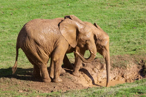 Elefanten im Schlamm lizenzfreie Stockbilder