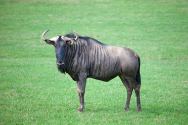Savana wildebeest