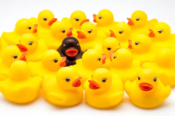 Group of ducks — Stock Photo, Image