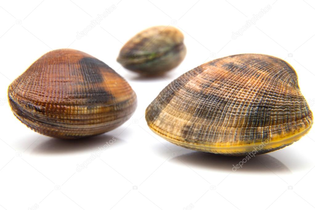 three fresh clams