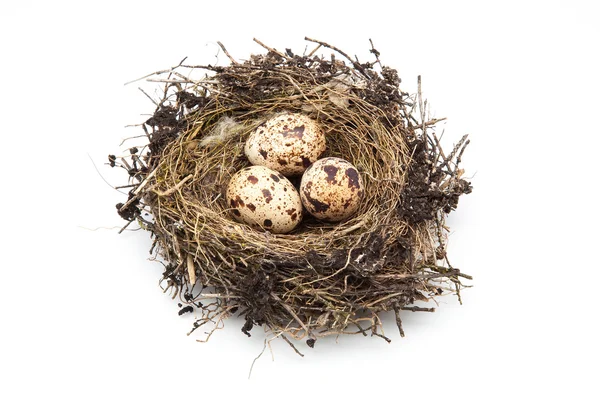 Eggs in nest Royalty Free Stock Images