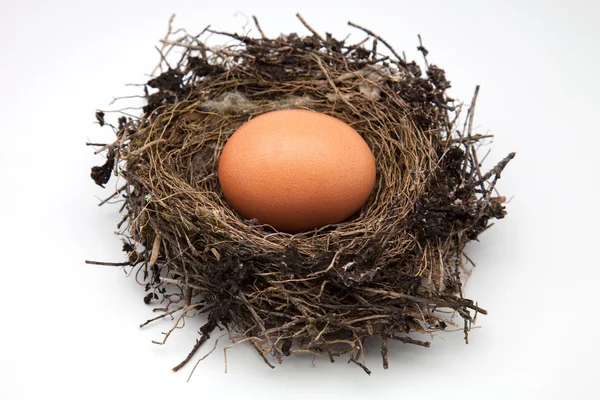 Egg bird's nest — Stock Photo, Image